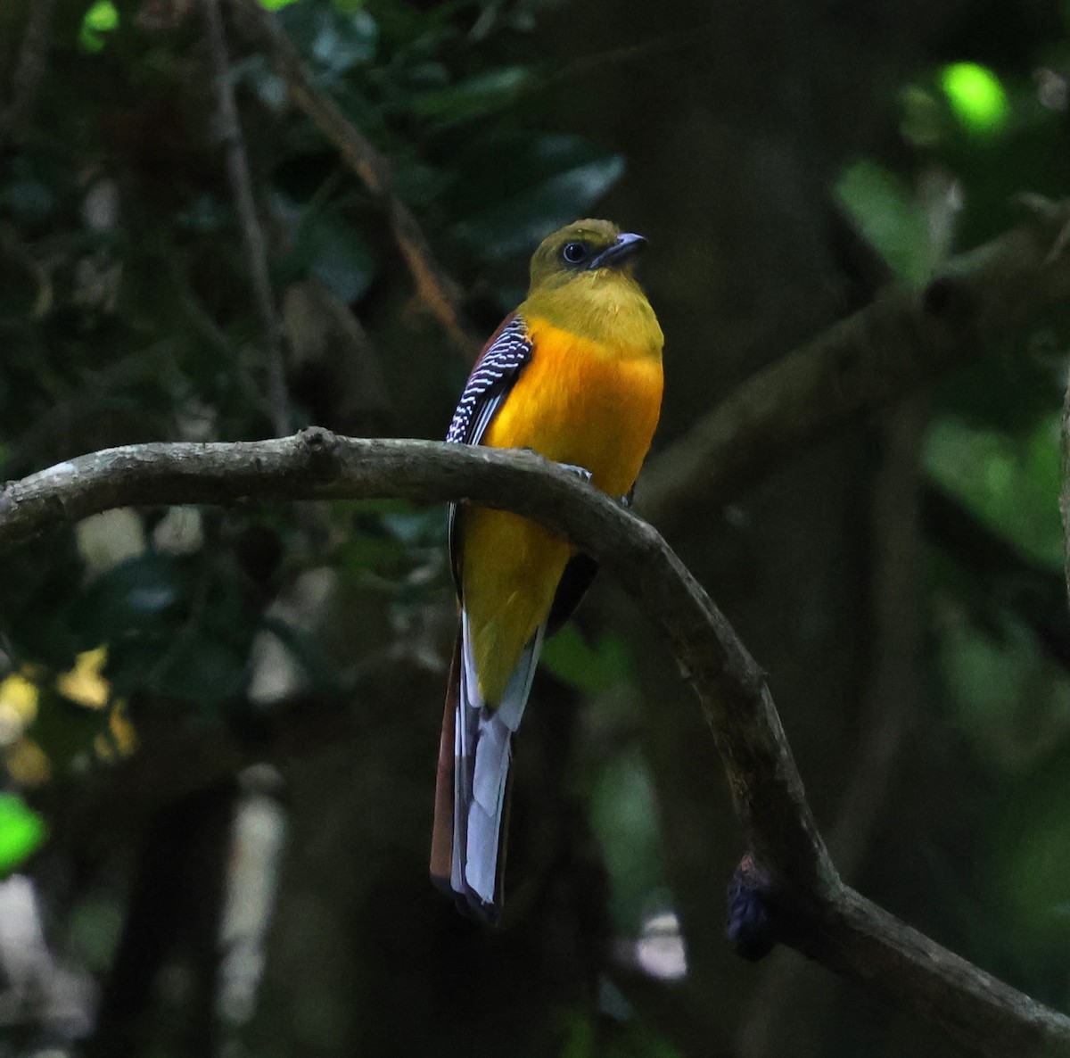 Orange-breasted Trogon - ML647077673