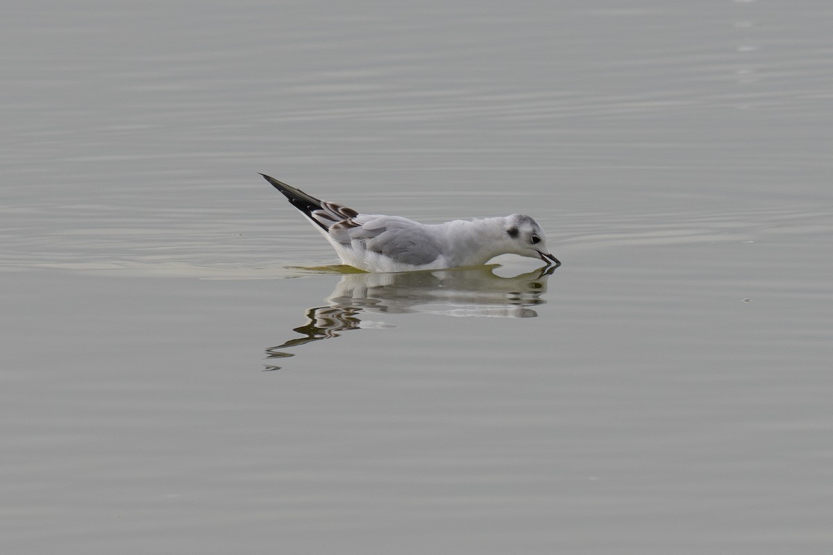 racek Bonapartův - ML647077674