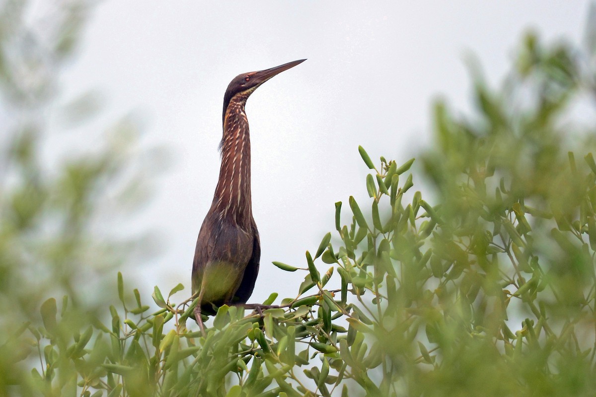 Black Bittern - ML647077681