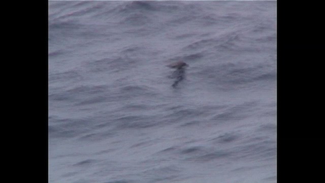 buřňák bělobradý - ML647077683