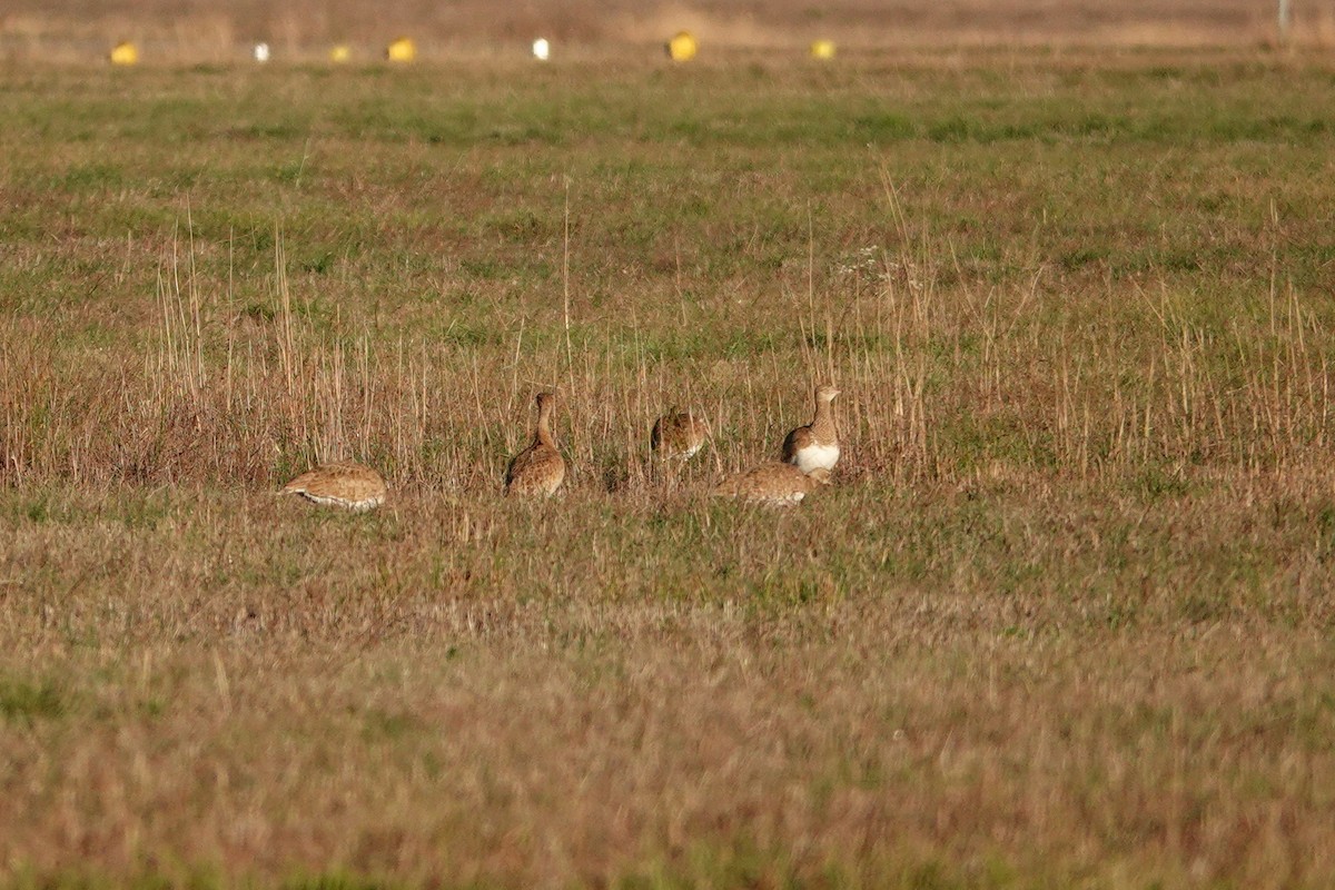 Little Bustard - ML647077694