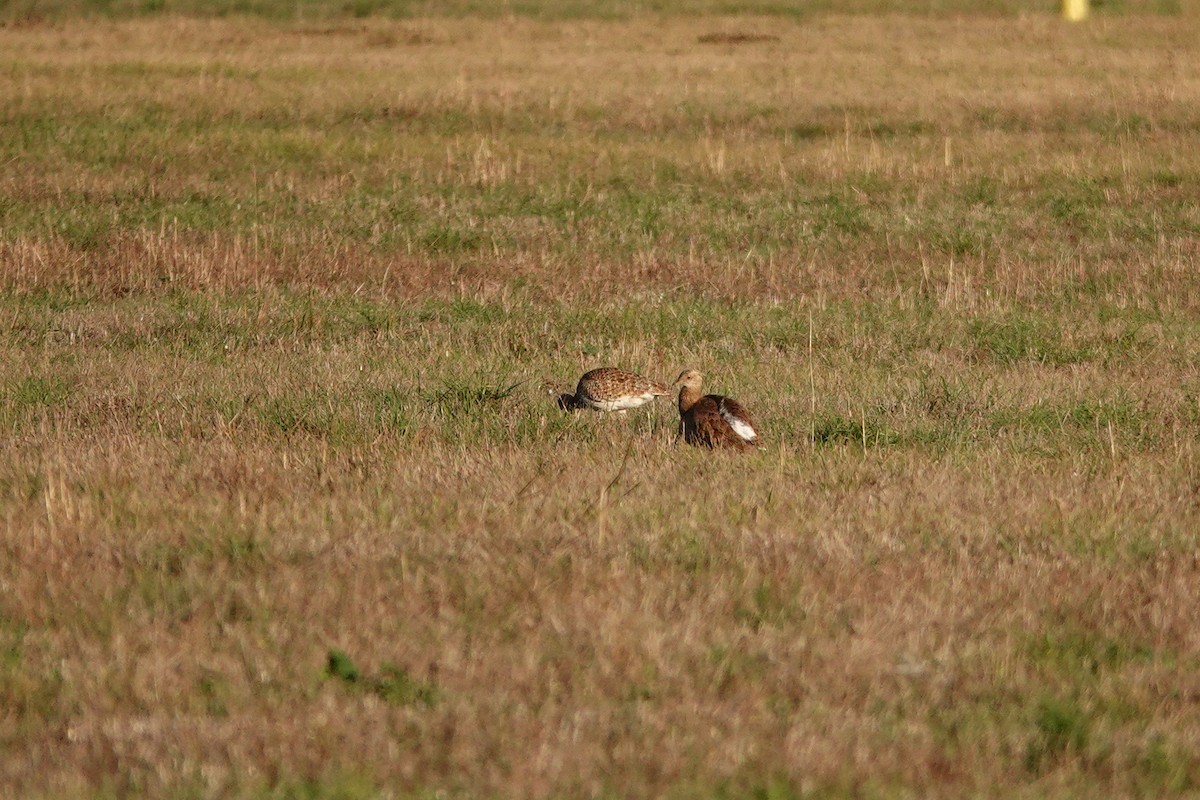 Little Bustard - ML647077695