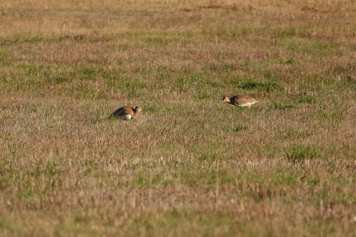 Little Bustard - ML647077696