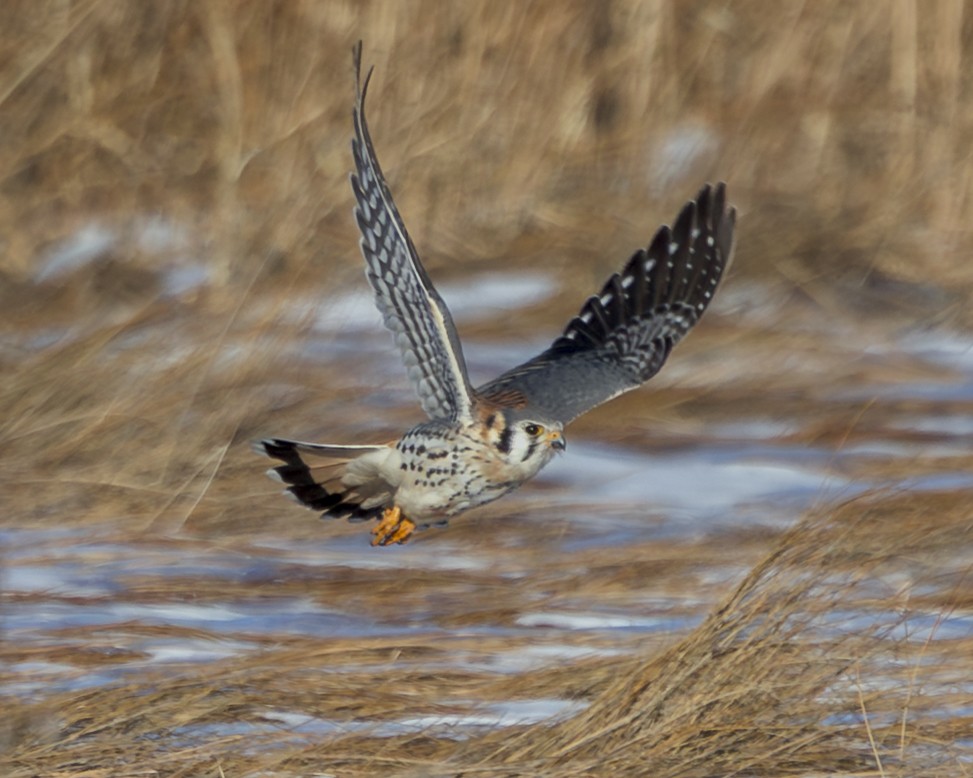 Ala Kerkenez - ML647077704