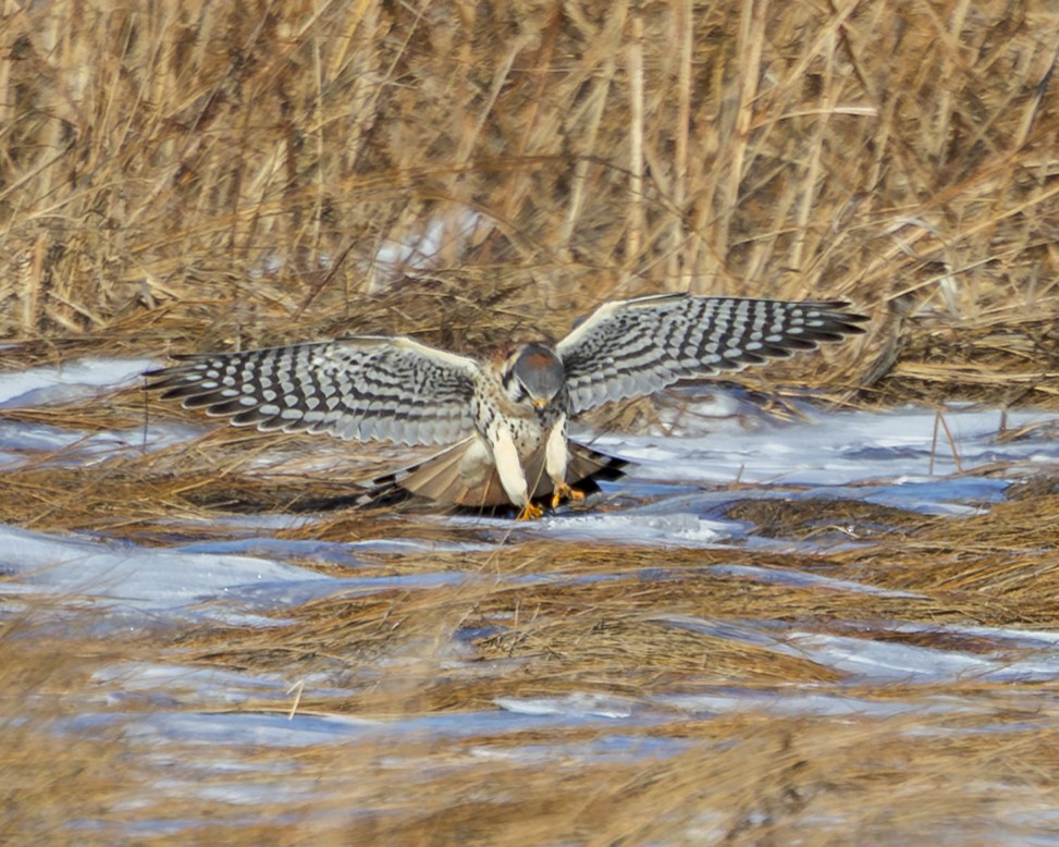 Ala Kerkenez - ML647077705