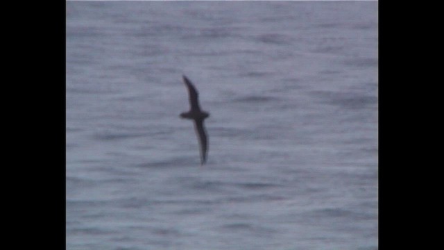 buřňák bělobradý - ML647077713