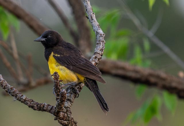 Yellow-rumped Marshbird - ML647077718
