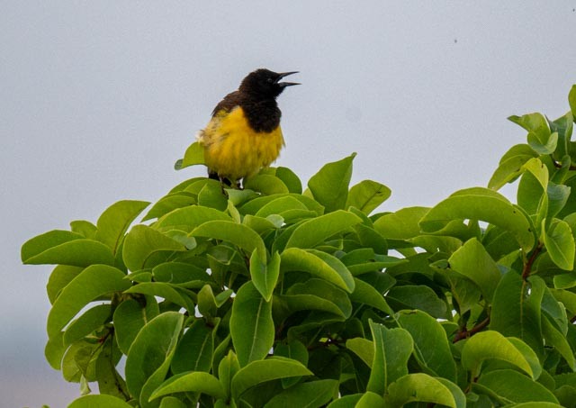 Yellow-rumped Marshbird - ML647077719