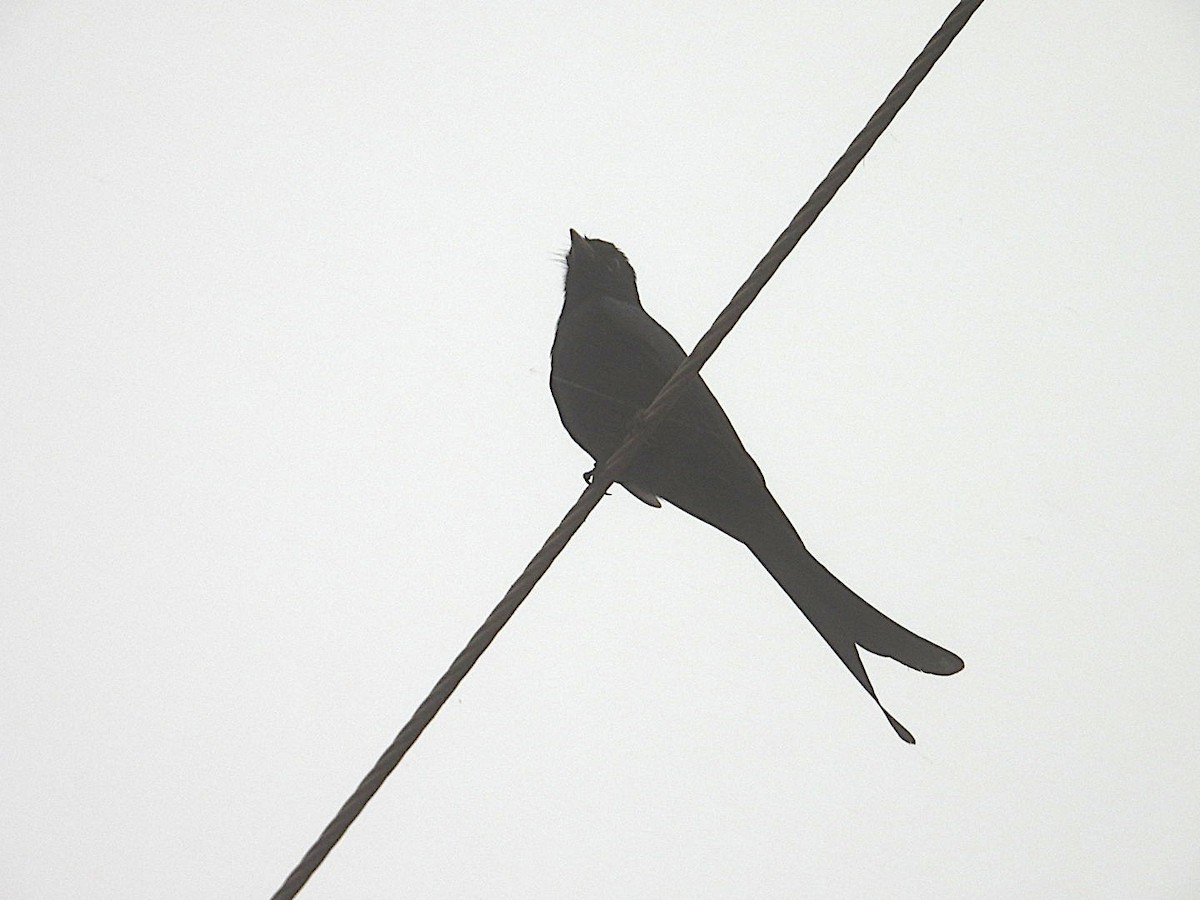 Black Drongo - ML647077721