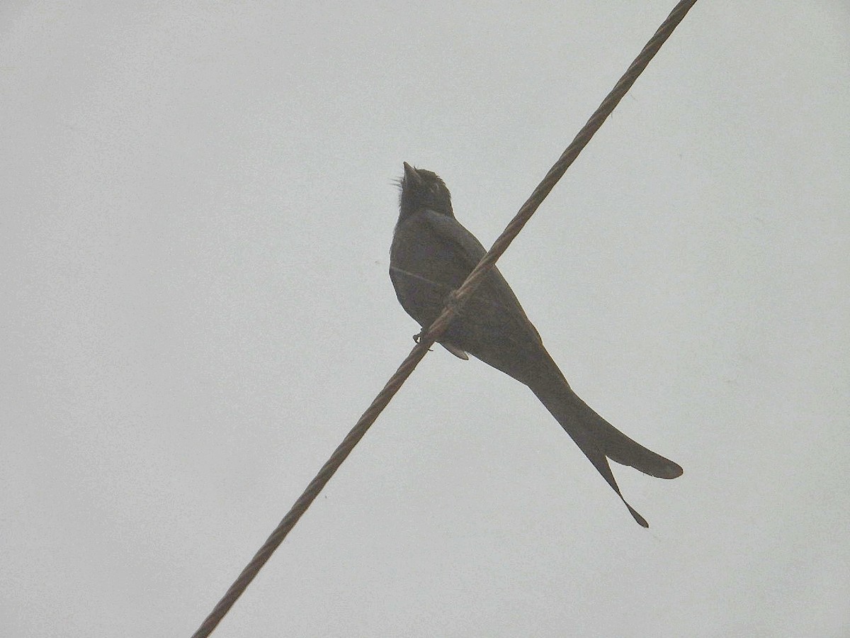 Black Drongo - ML647077722