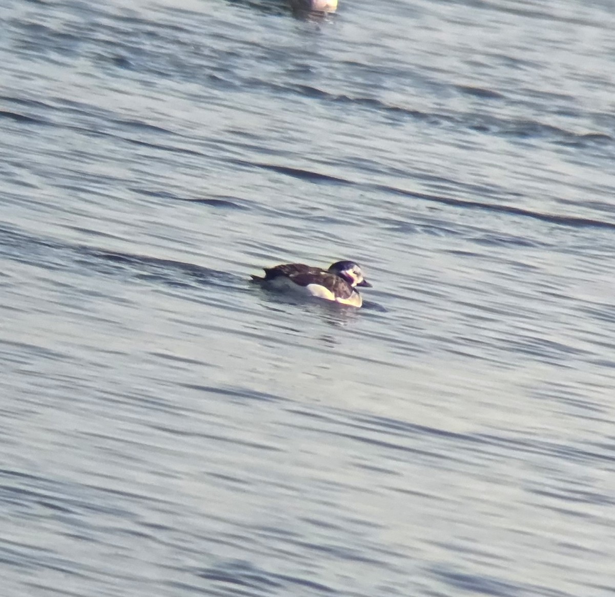 Long-tailed Duck - ML647077729