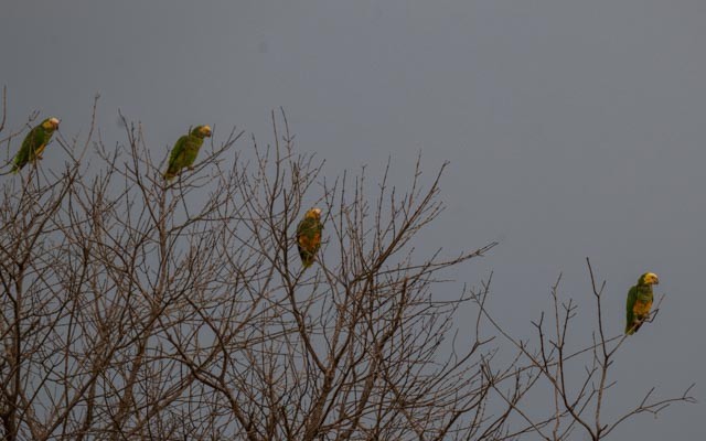 Желтобрюхий амазонет - ML647077772