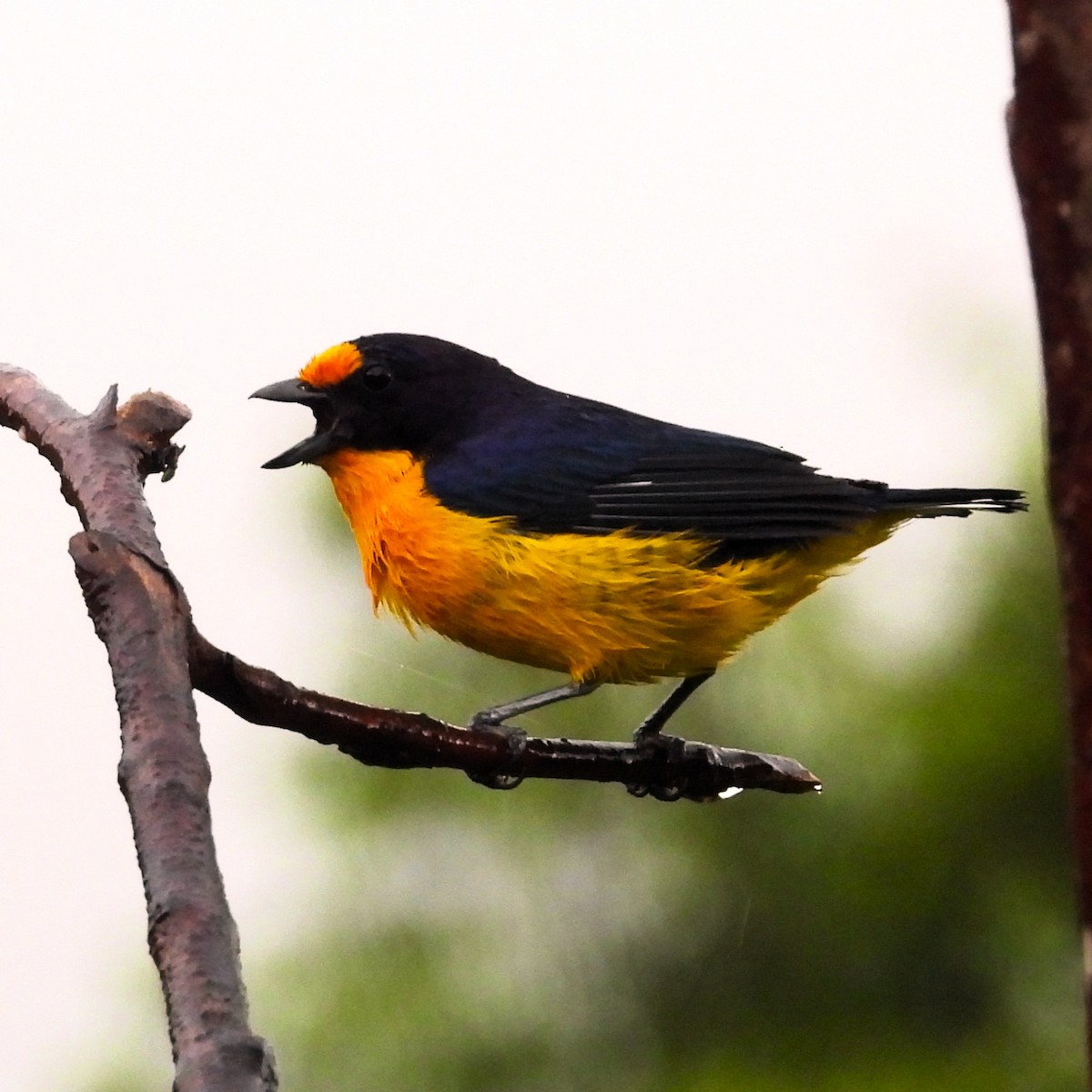 Violaceous Euphonia - ML647077793