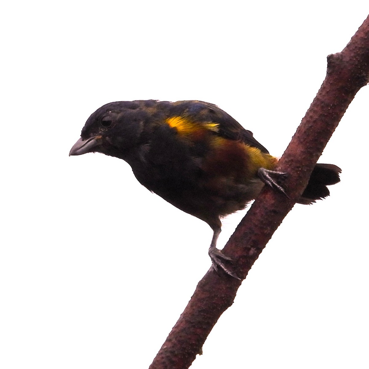 Braunbauchorganist - ML647077796