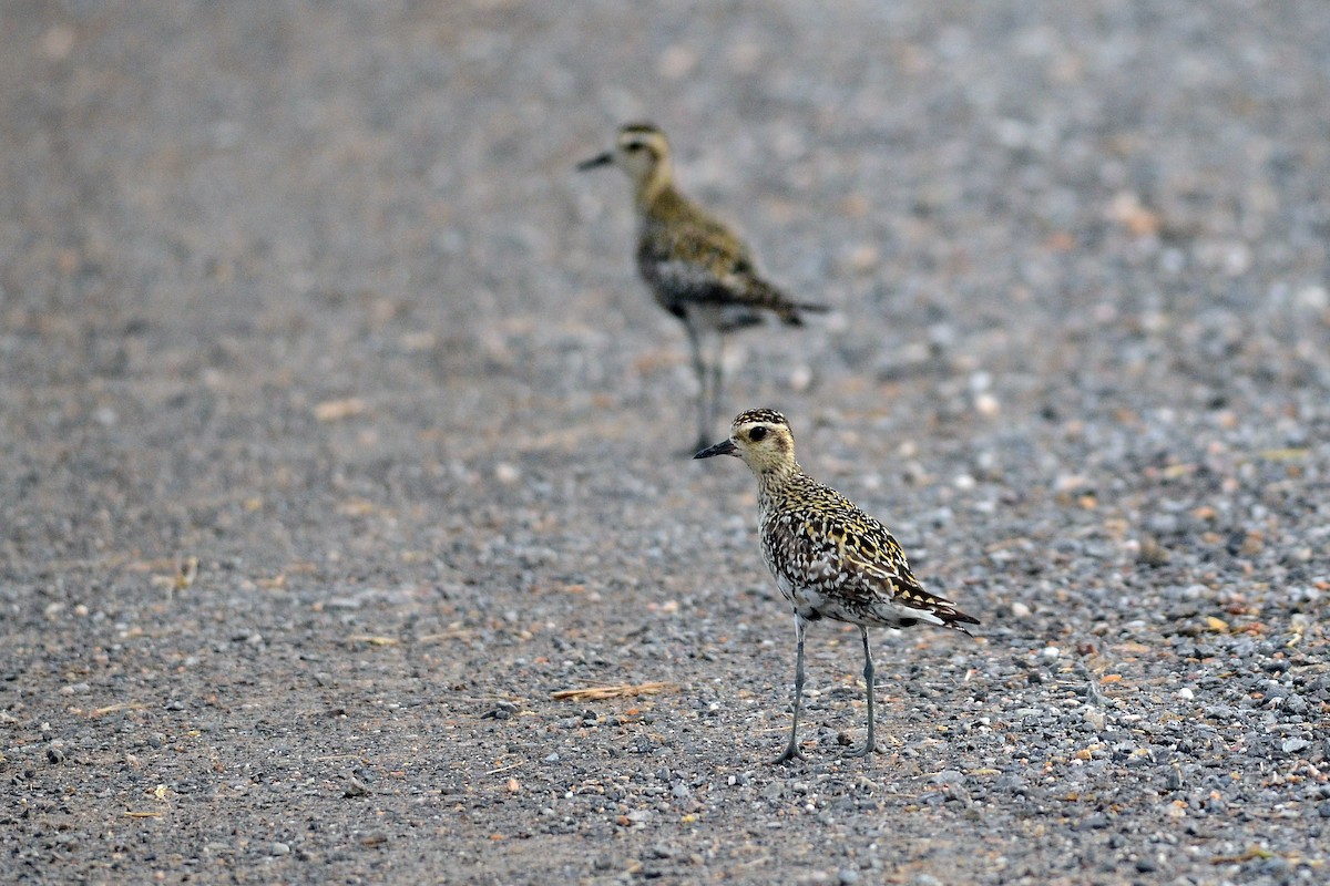 Küçük Altın Yağmurcun - ML647077802