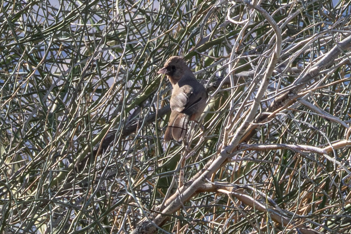 Abert's Towhee - ML647077811