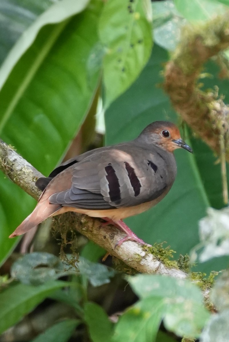 Maroon-chested Ground Dove - ML647077815