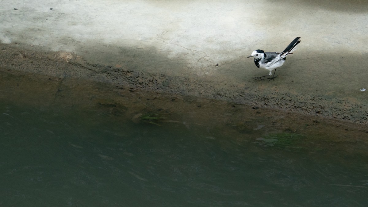 White Wagtail - ML647077816