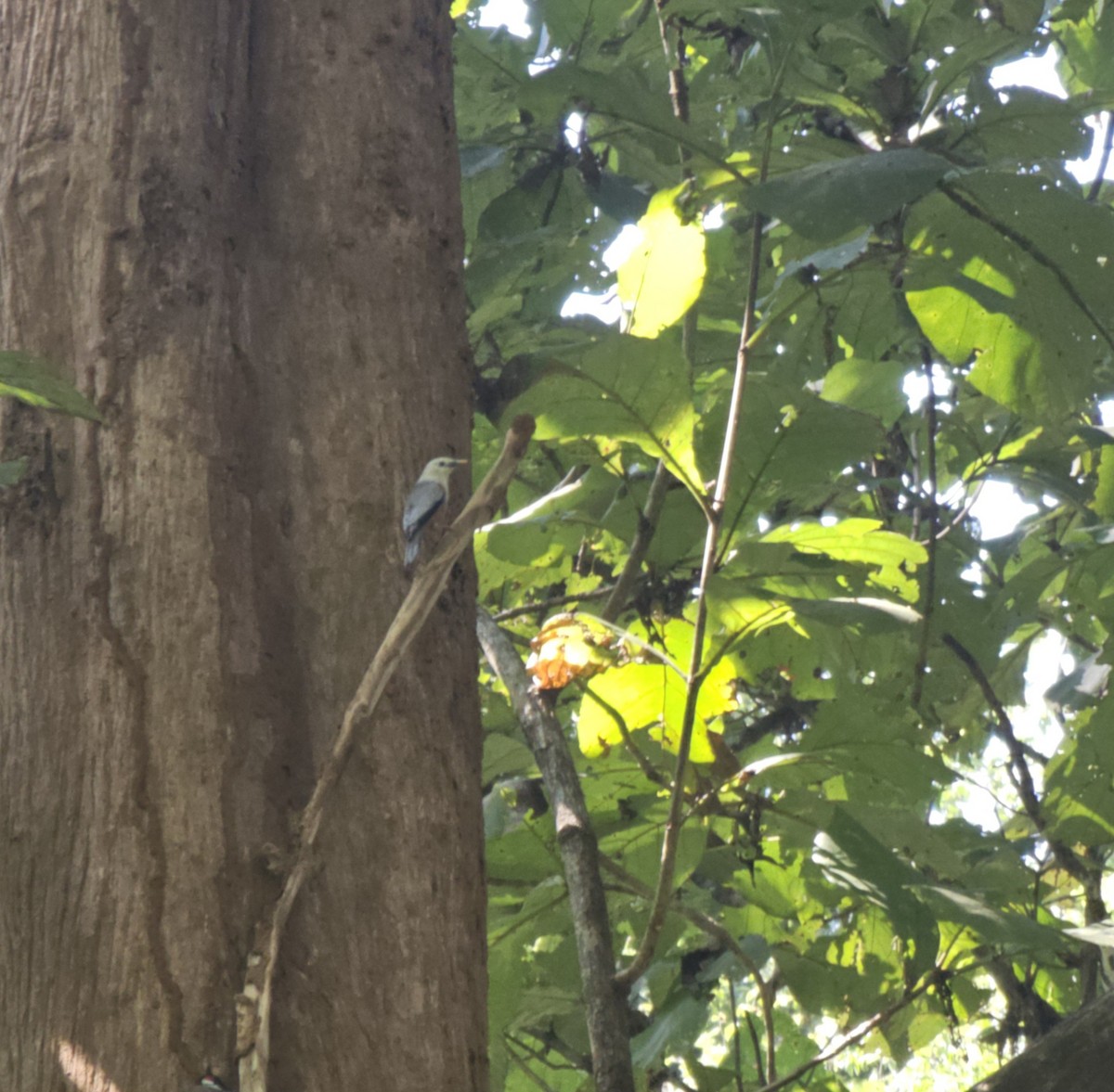 Malabar Starling - ML647077823