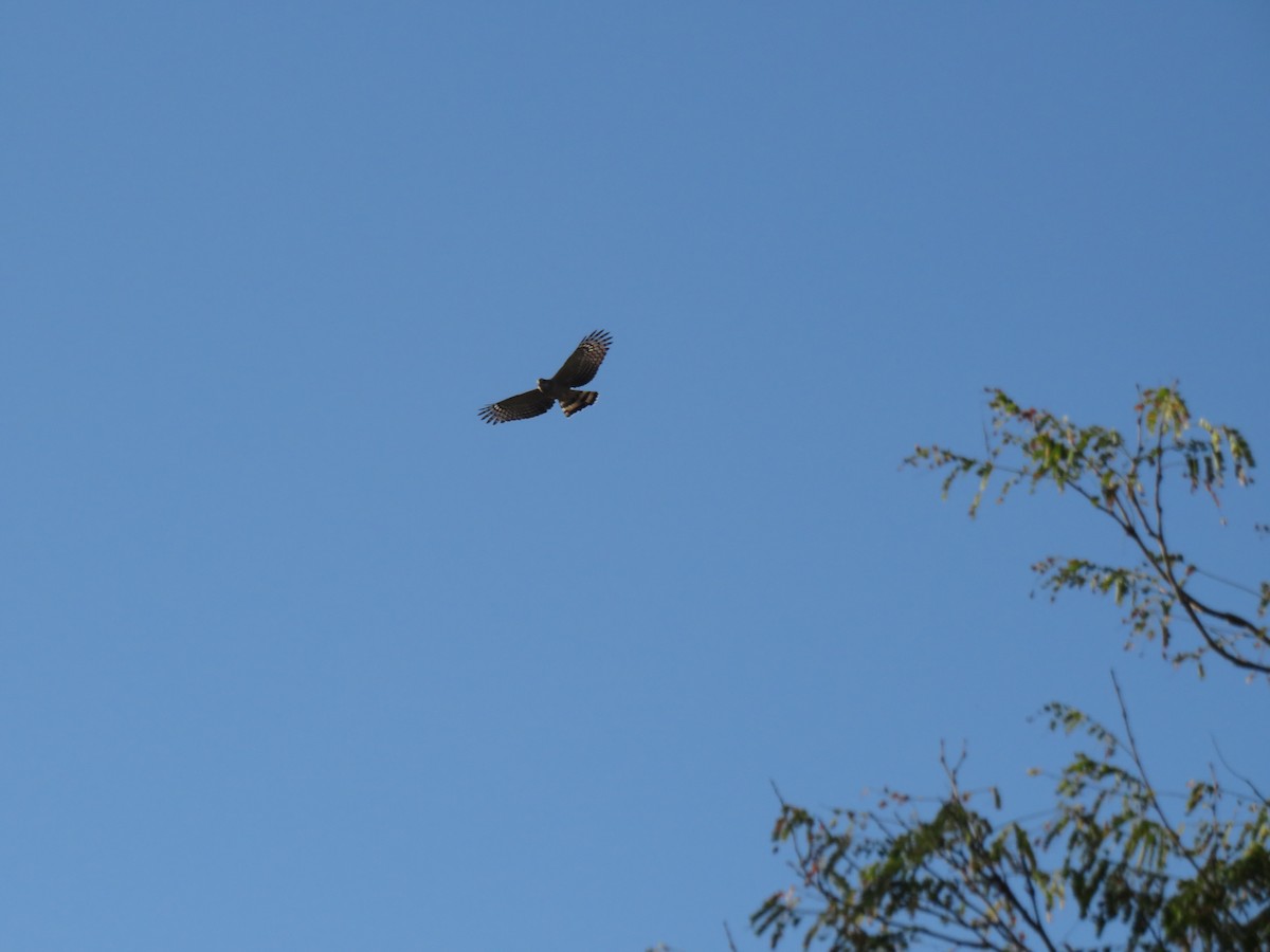 Bec-en-croc de Temminck - ML647077836