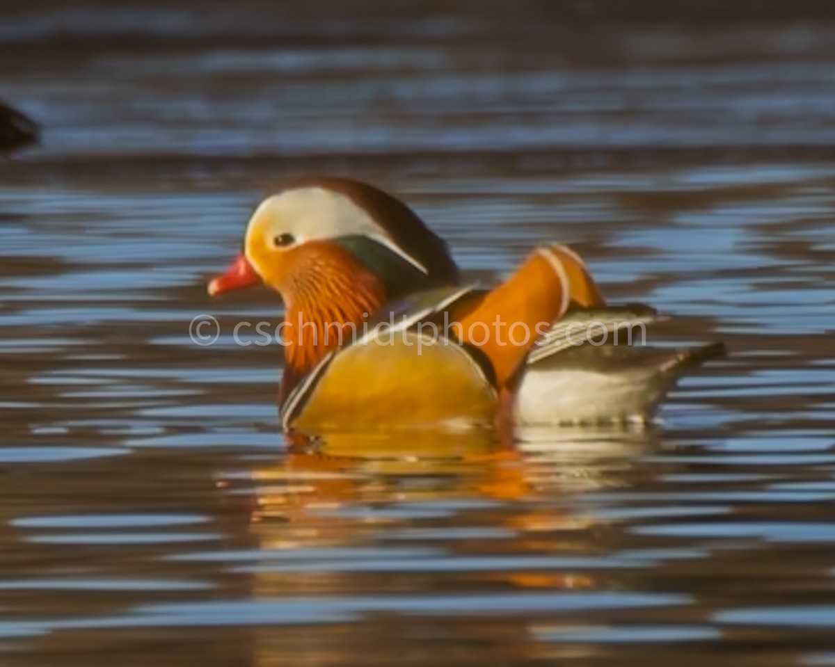 Мандаринка - ML647077840