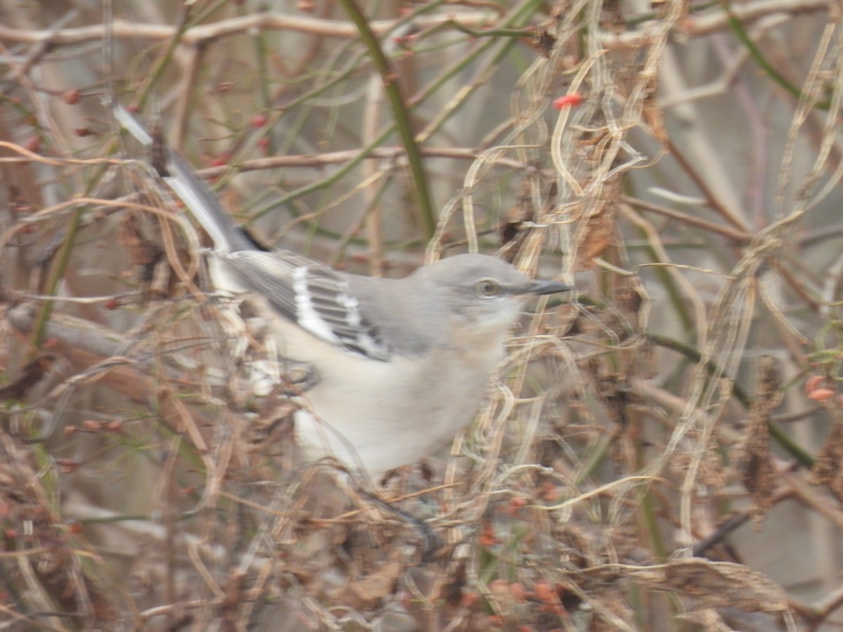 drozdec mnohohlasý - ML647077859