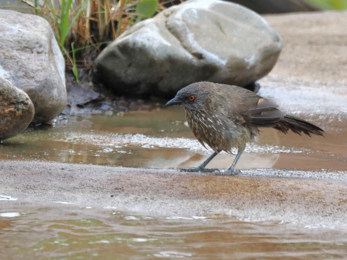 Arrow-marked Babbler - ML647077867