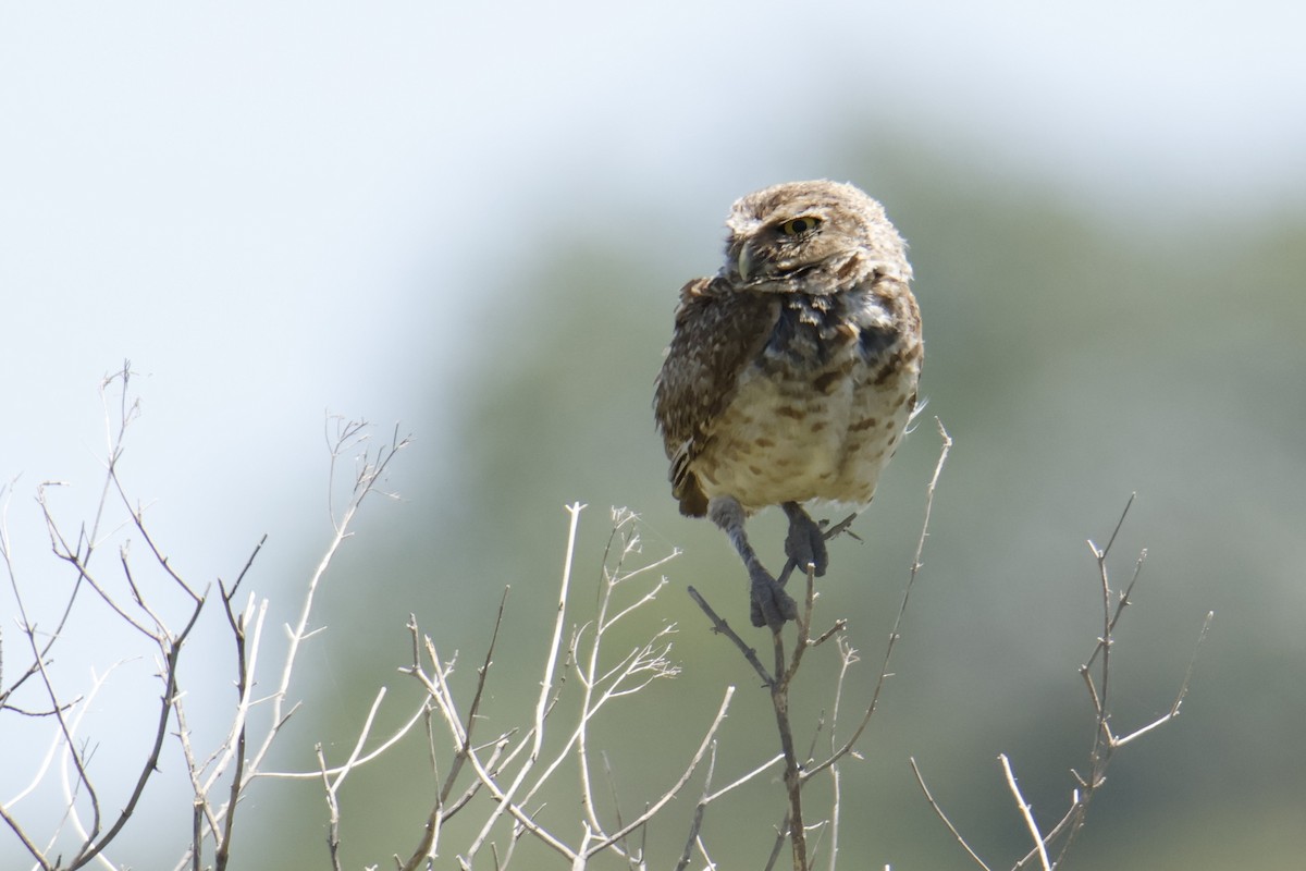 Burrowing Owl - ML647077874