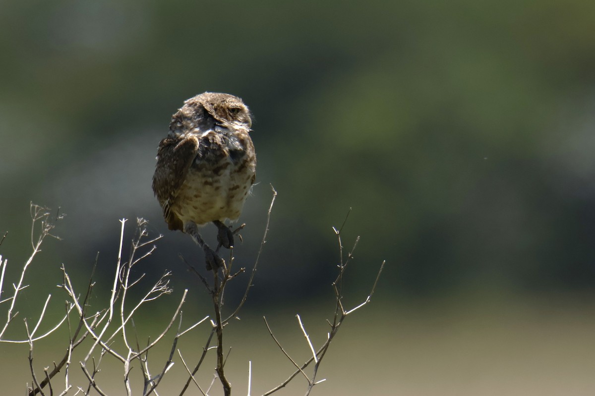 Burrowing Owl - ML647077875