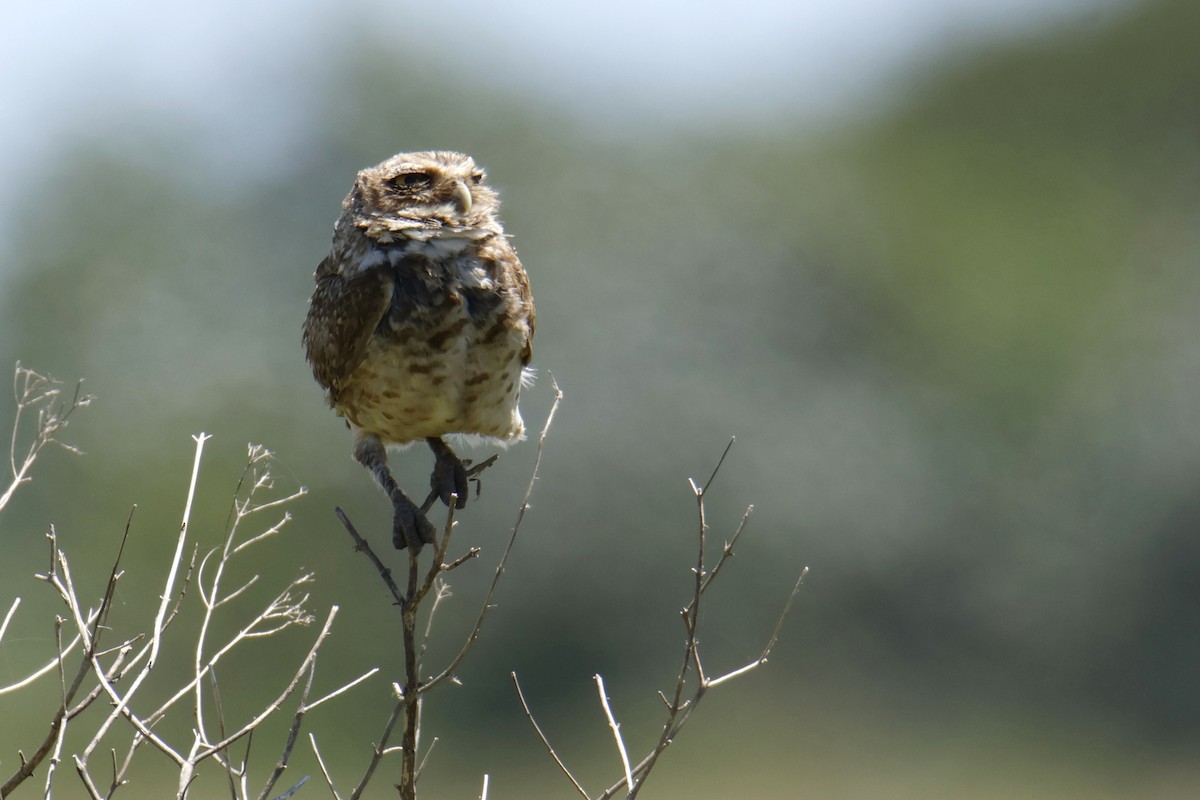 Burrowing Owl - ML647077876