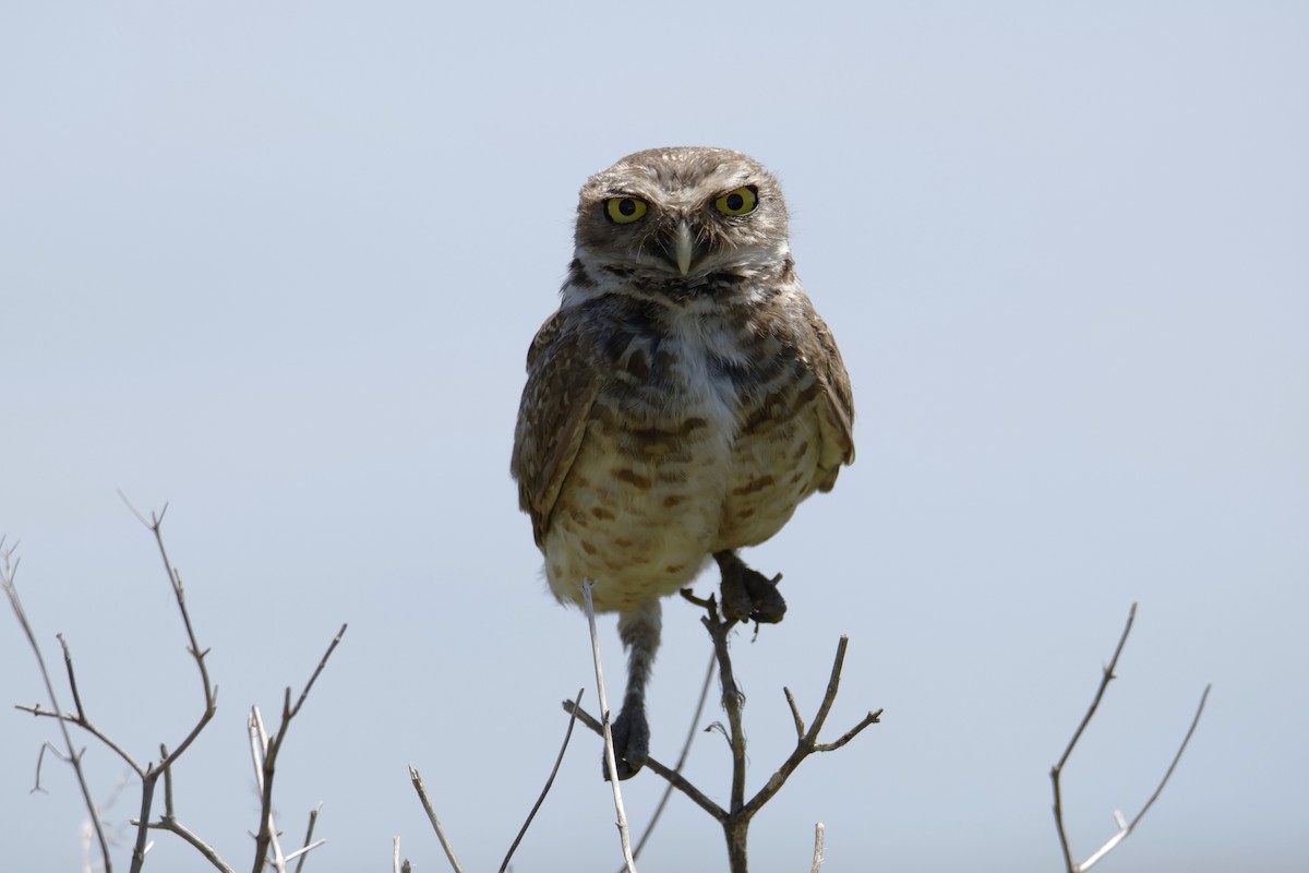 Burrowing Owl - ML647077877