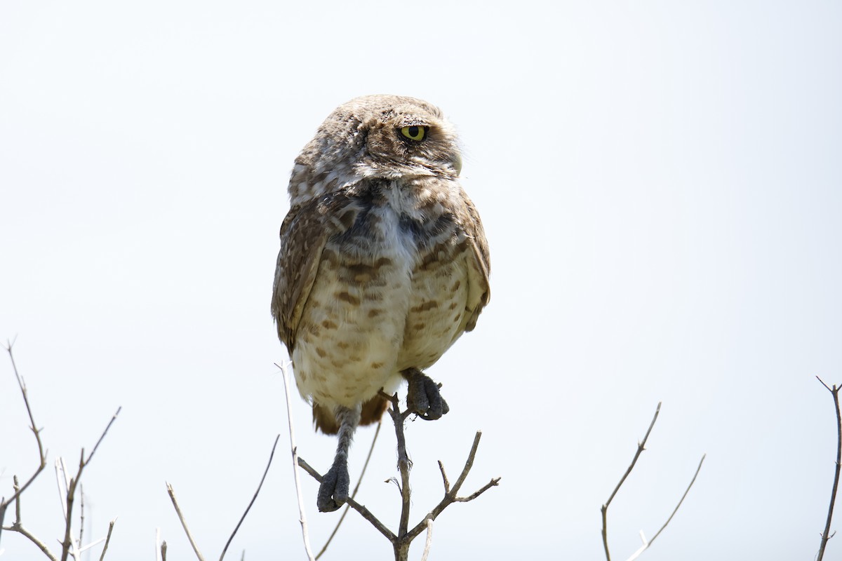 Burrowing Owl - ML647077878