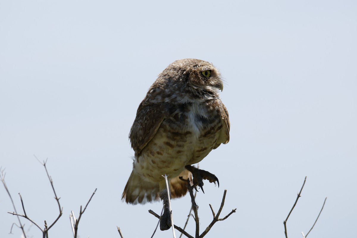 Burrowing Owl - ML647077879