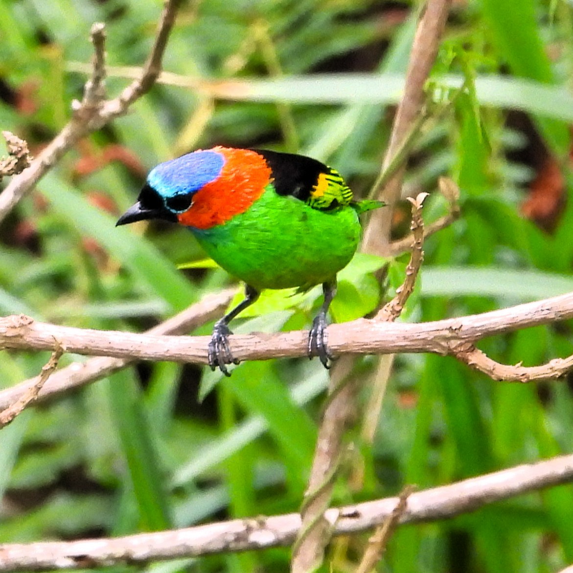 Tangara Militar - ML647077880