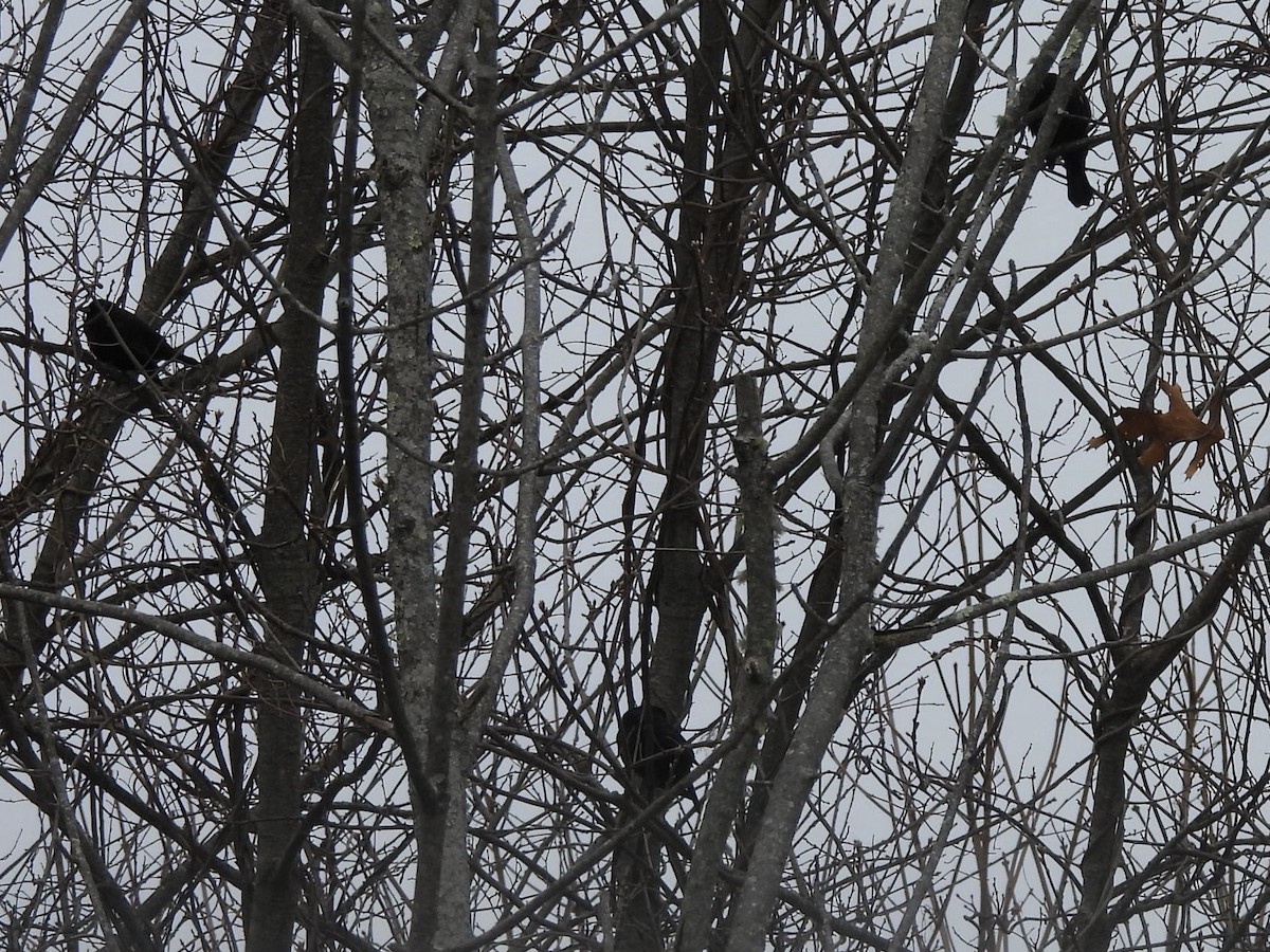 Red-winged Blackbird - ML647077881