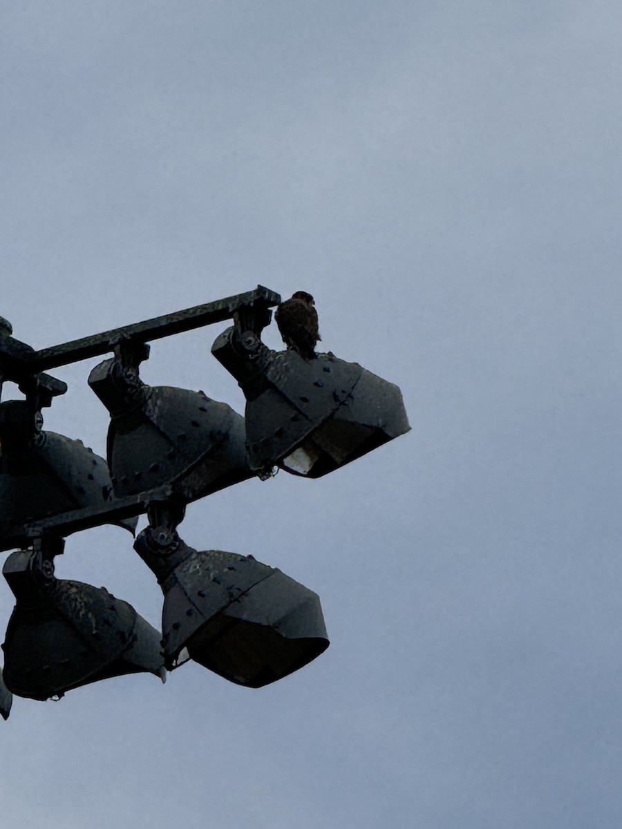 Мексиканский сокол - ML647077887