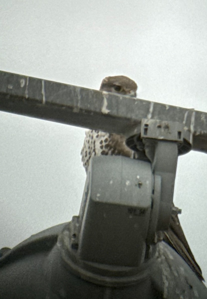 Мексиканский сокол - ML647077888