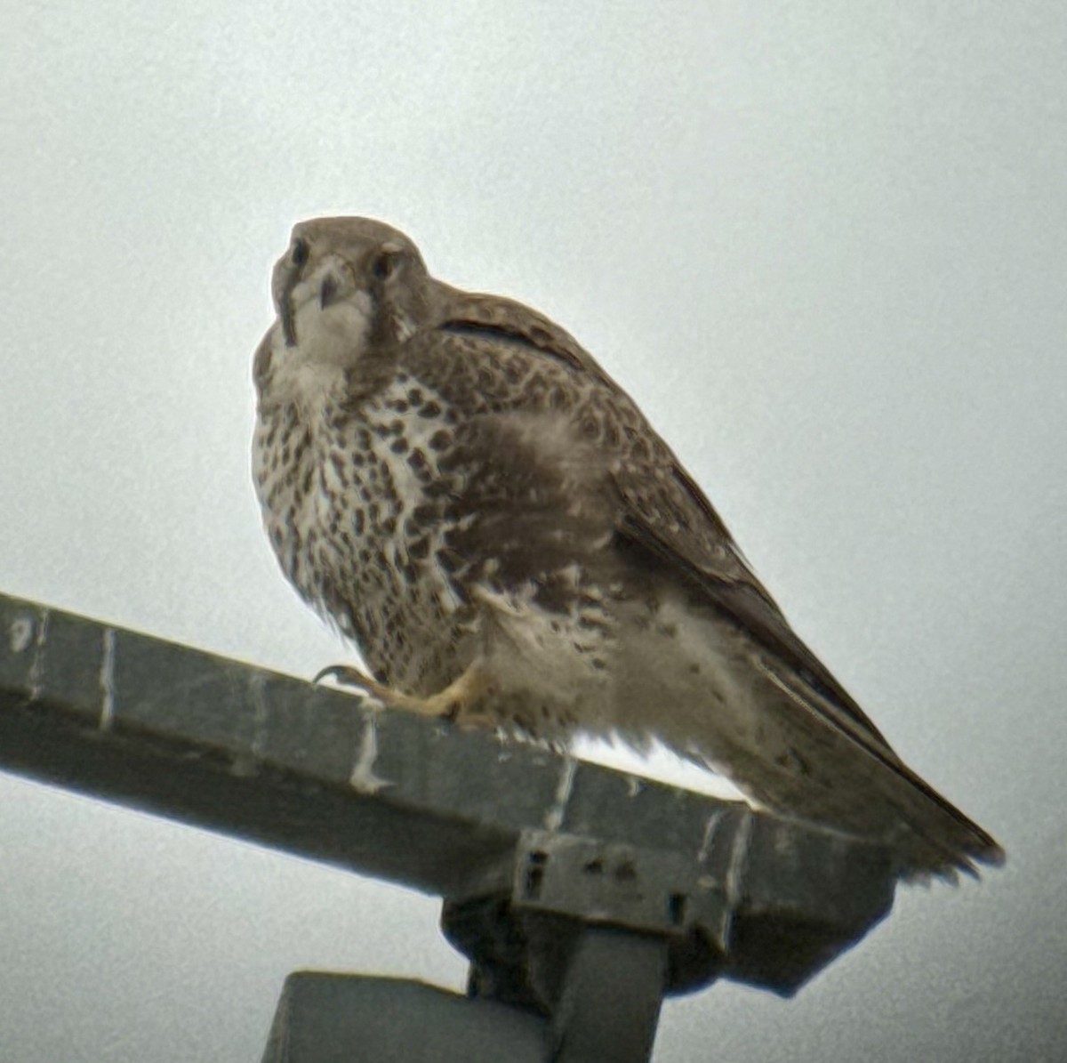 Мексиканский сокол - ML647077889