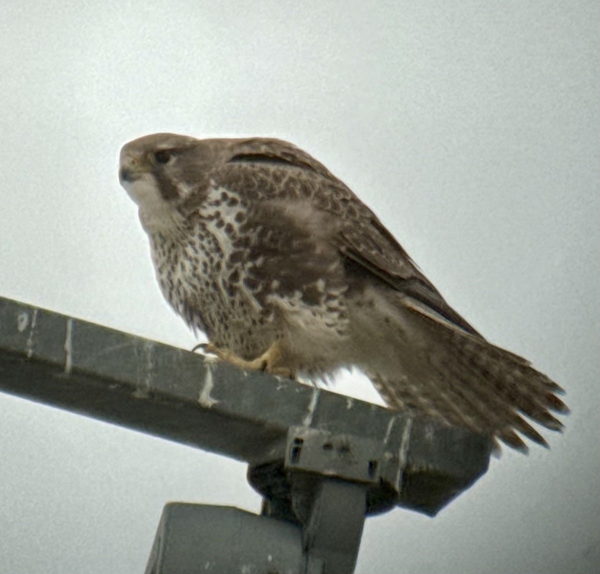 Мексиканский сокол - ML647077890