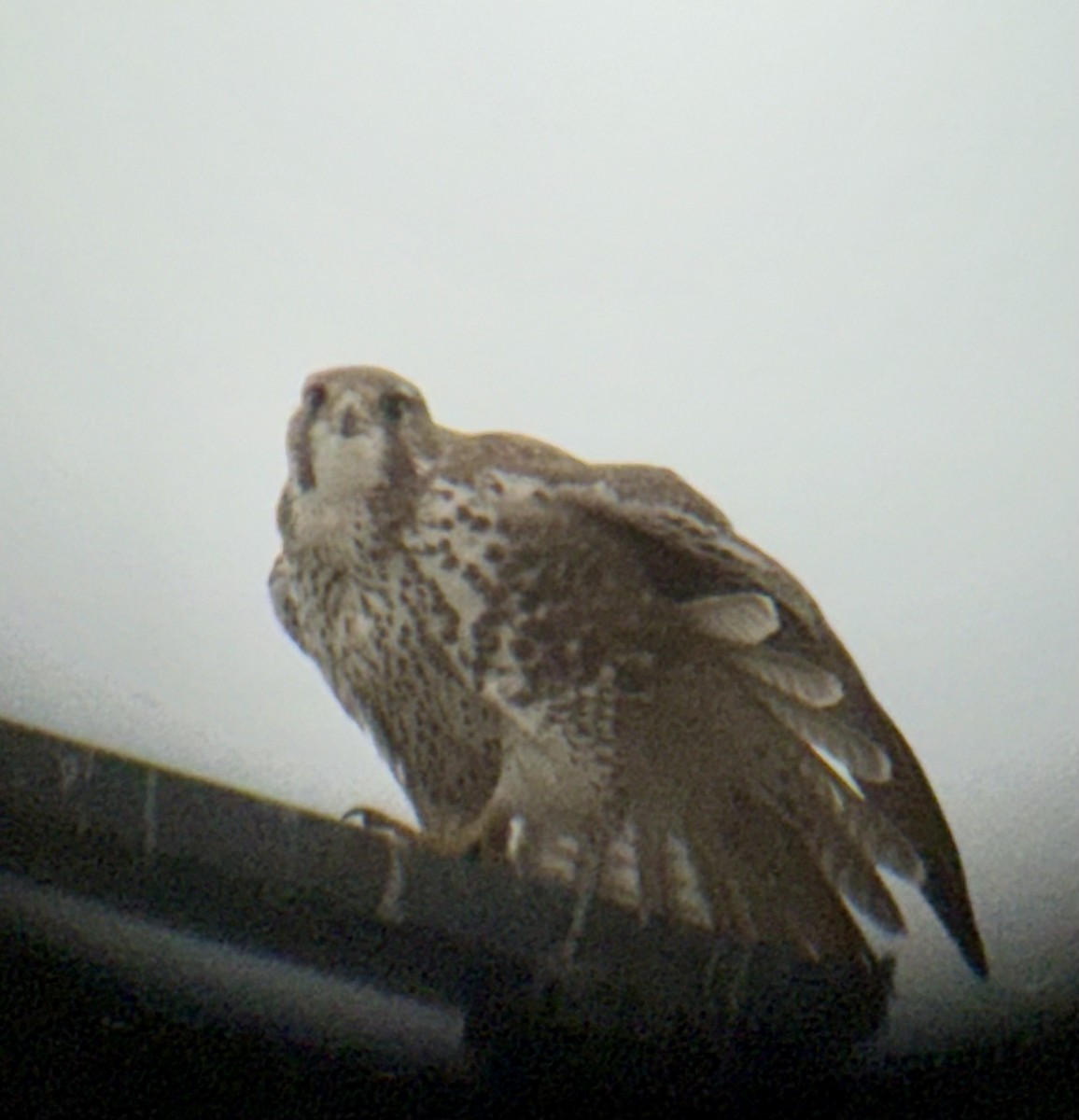 Мексиканский сокол - ML647077891