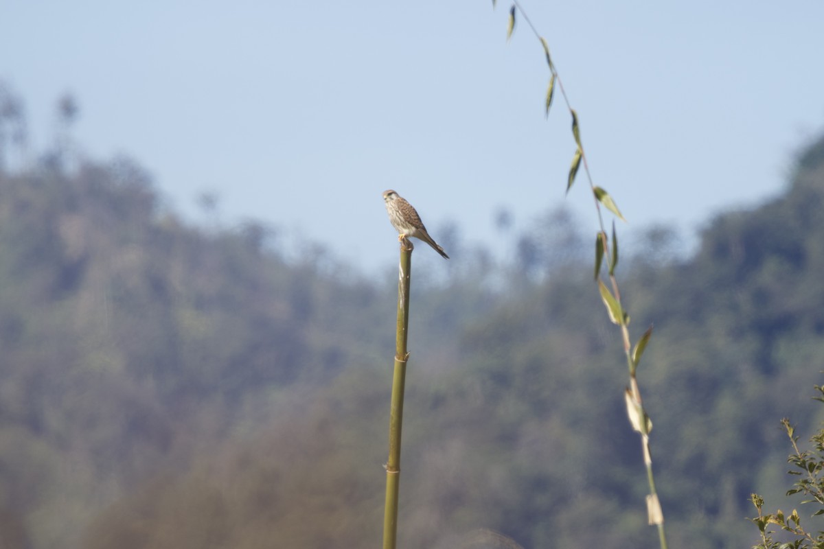 בז מצוי - ML647077896