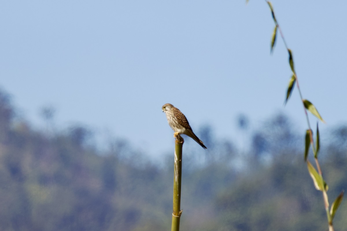 בז מצוי - ML647077897