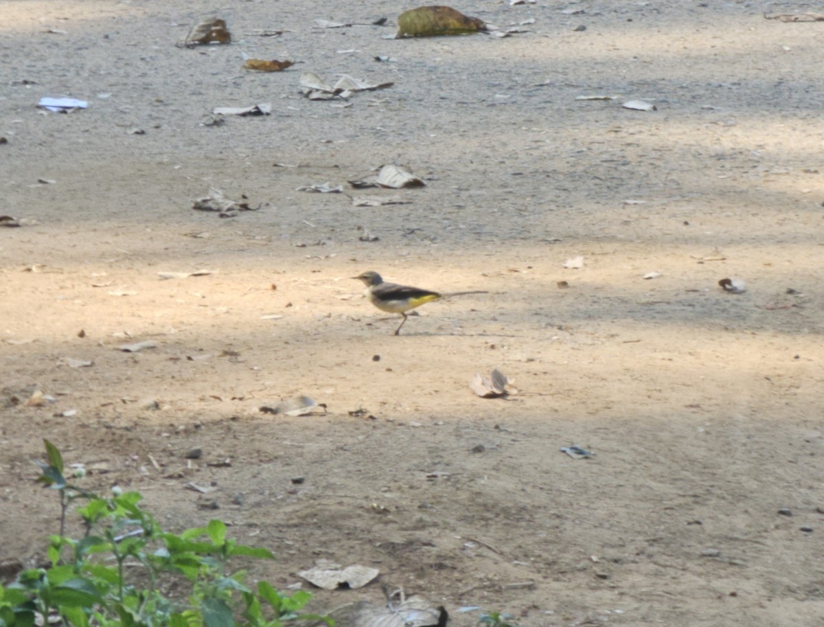 Gray Wagtail - ML647077908