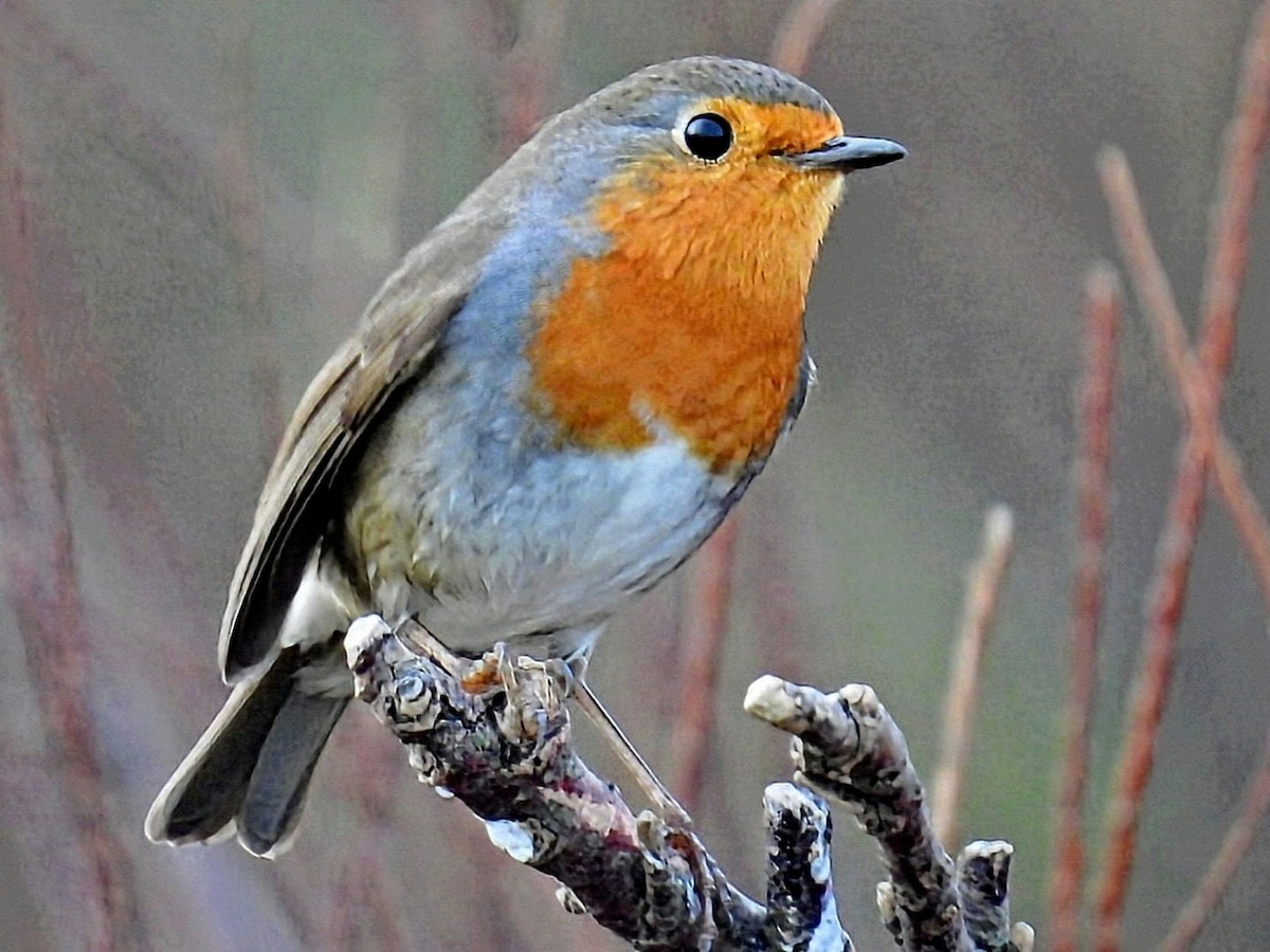 Pettirosso - ML647077930