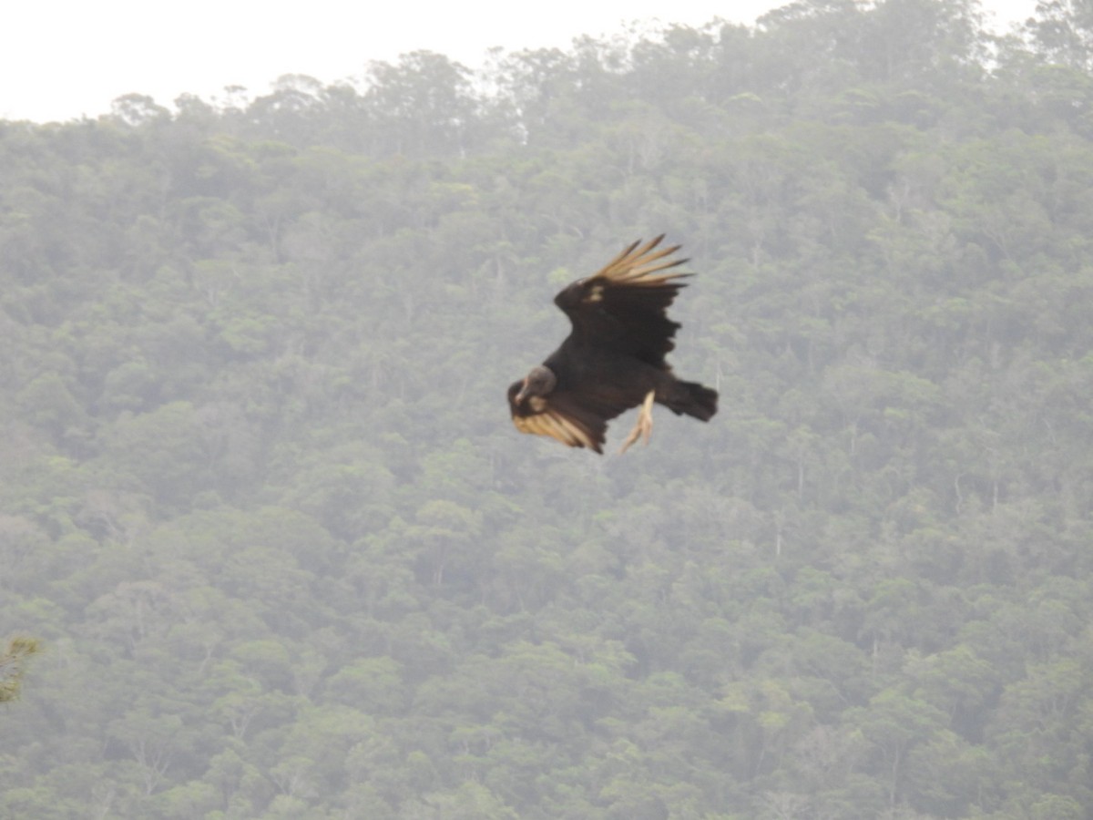 Black Vulture - ML647077932