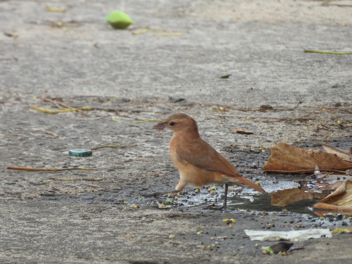 Rufous Hornero - ML647077937