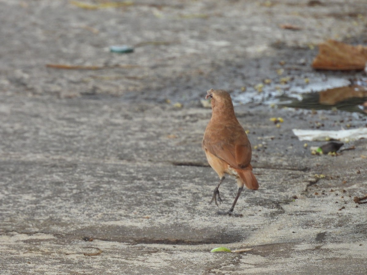 Rufous Hornero - ML647077938