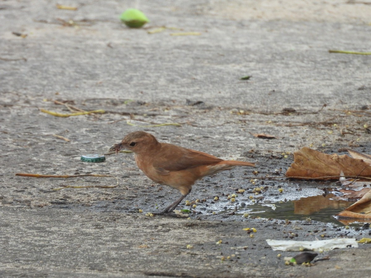 Rufous Hornero - ML647077939