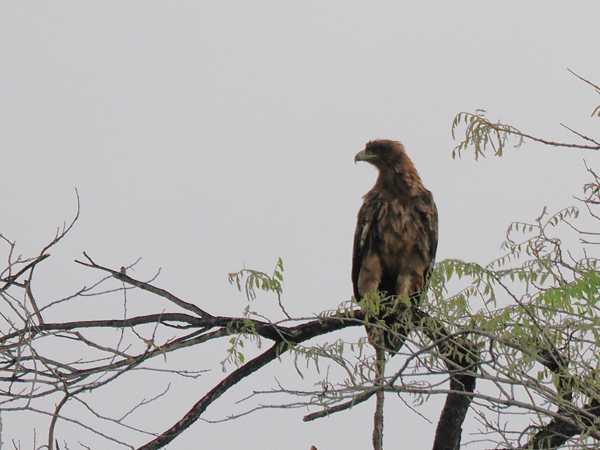 Tawny Eagle - ML647077954