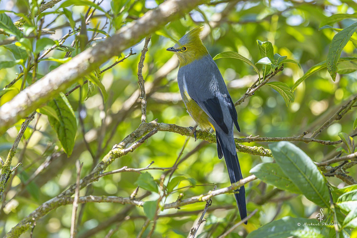 Long-tailed Silky-flycatcher - ML647077955